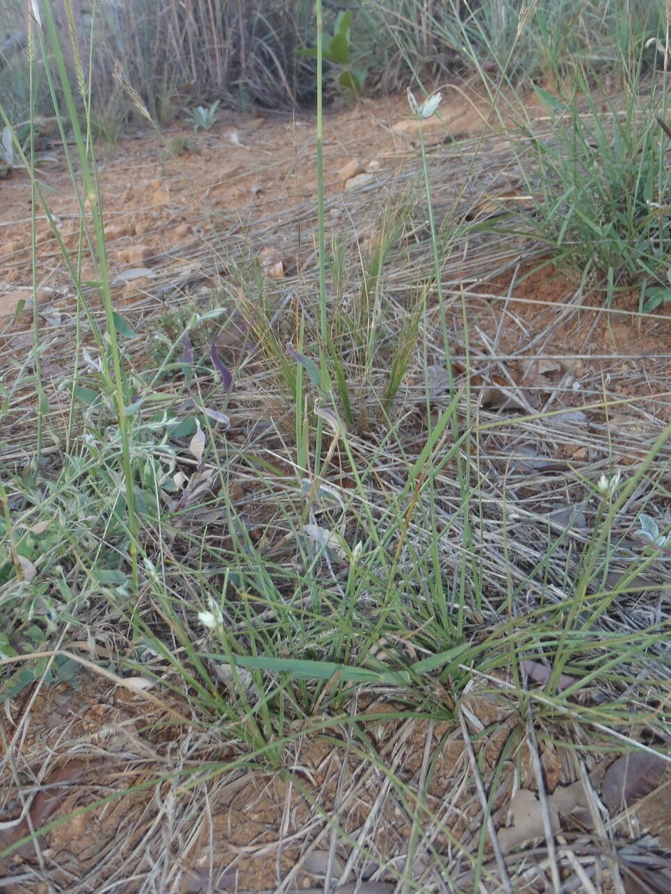 Cyperus margaritaceus habit