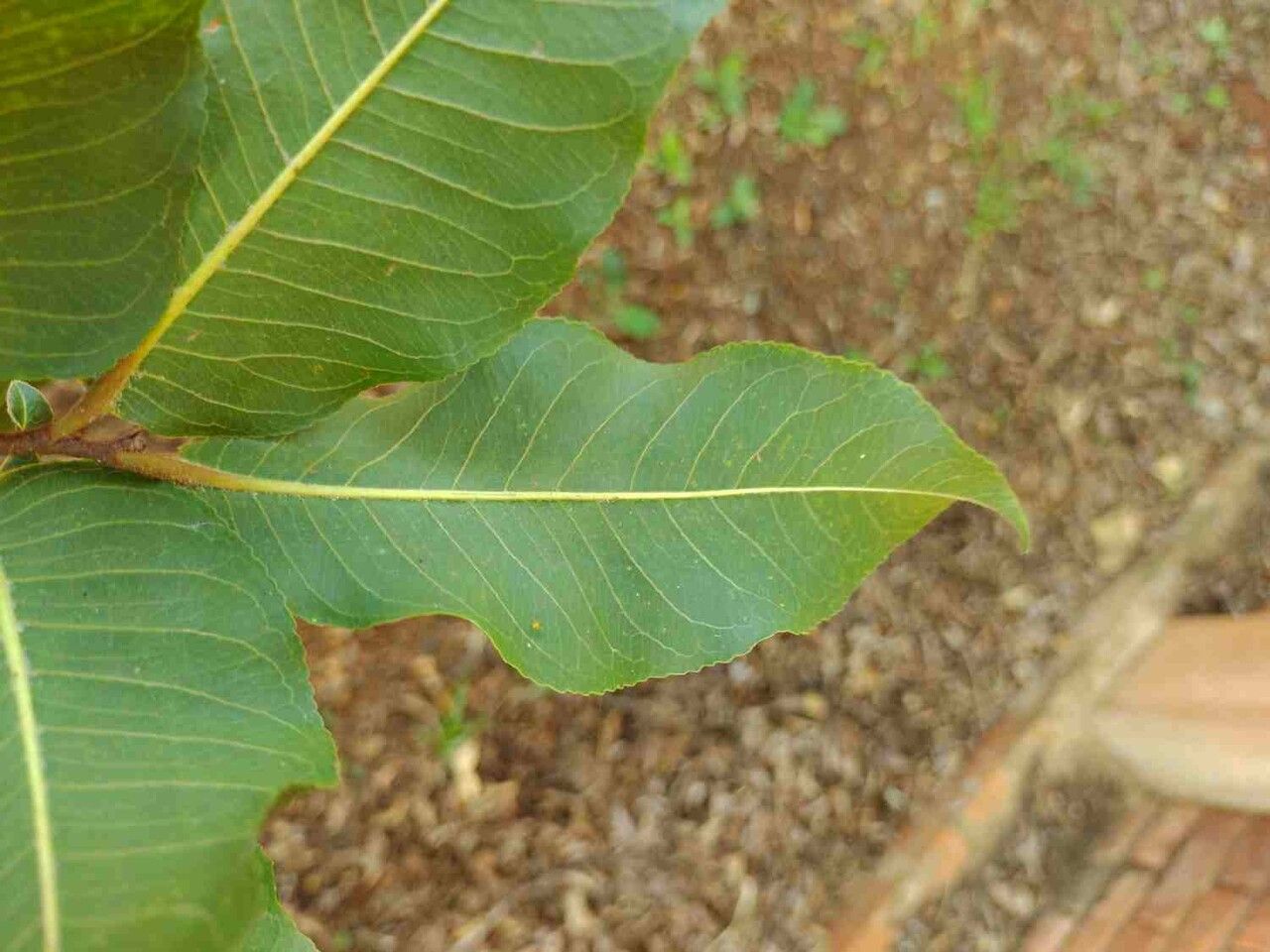 Cariniana estrellensis leaf