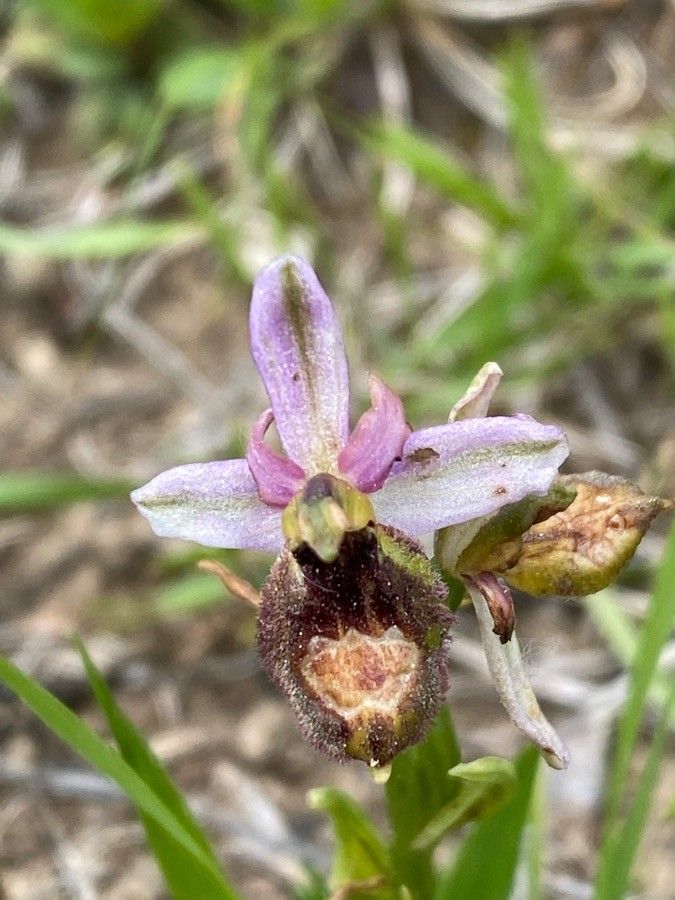 Ophrys saratoi flower