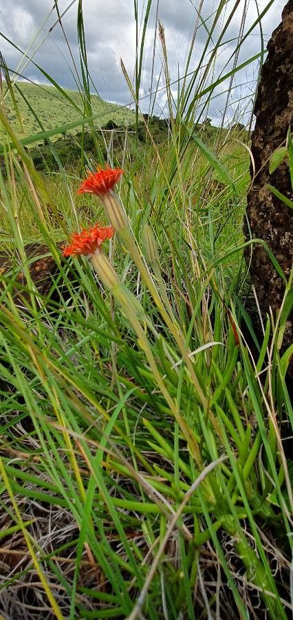 Kleinia picticaulis habit