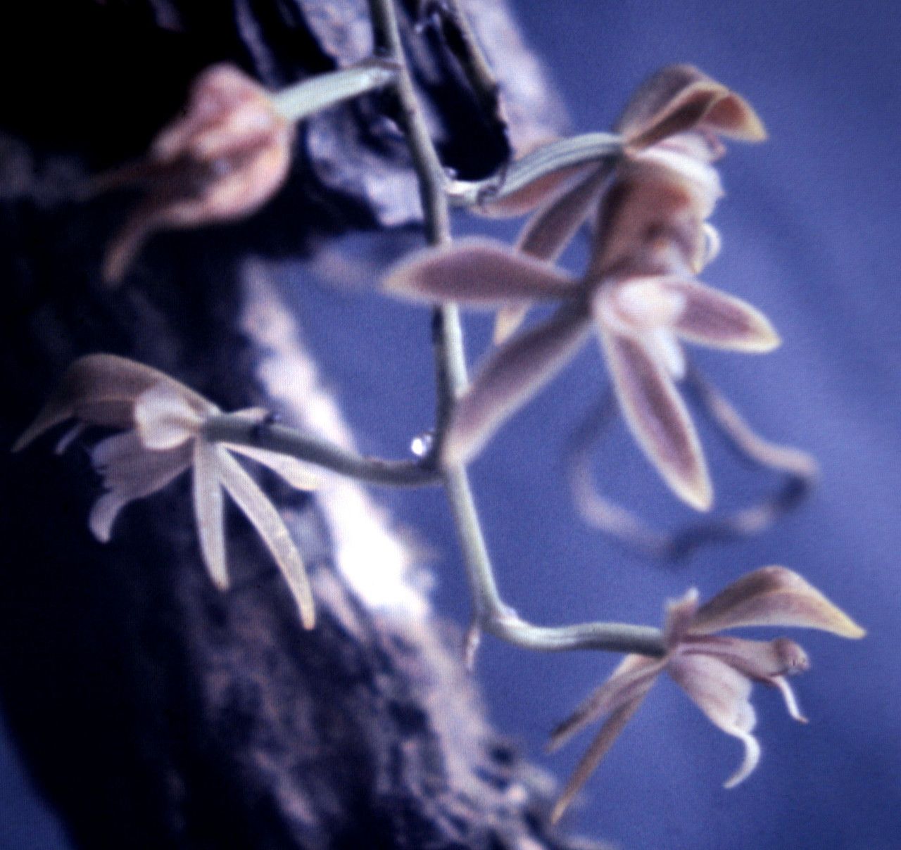 Macradenia lutescens flower