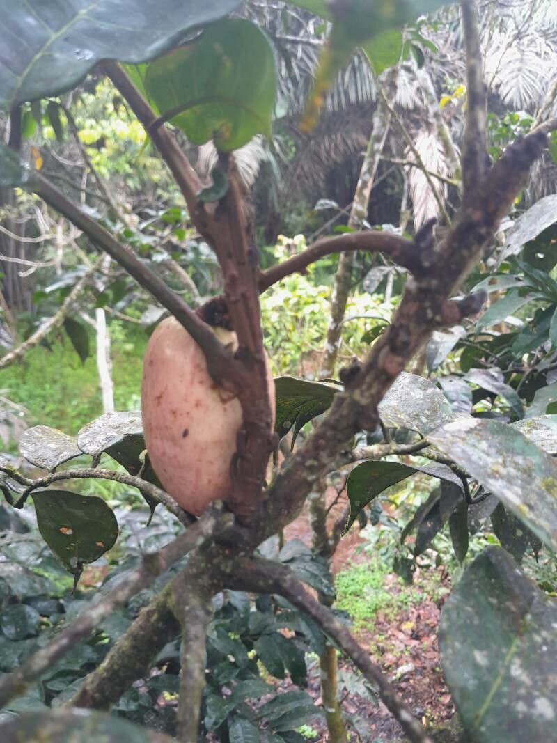 Dacryodes edulis fruit