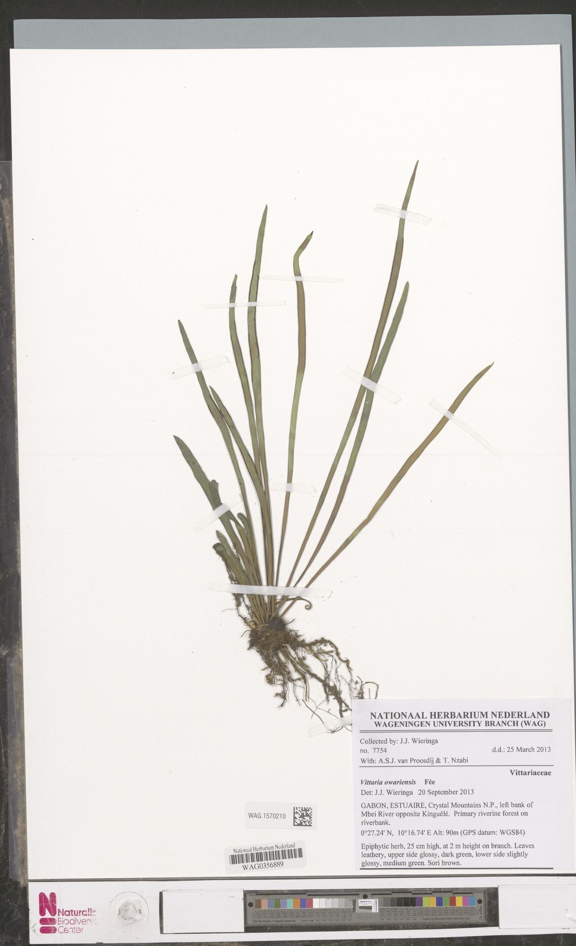 Haplopteris owariensis — houseplant care guide