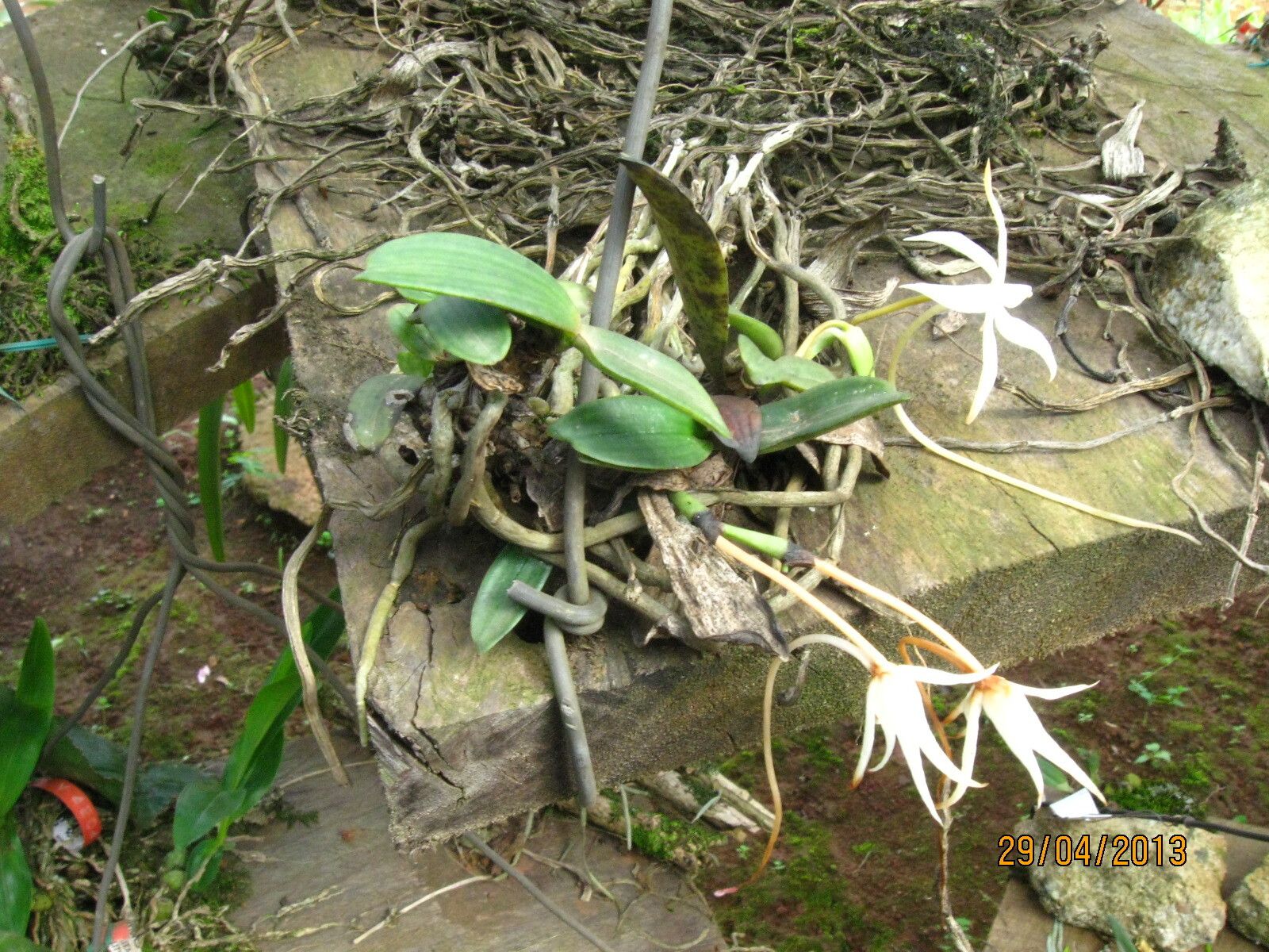 Aerangis gravenreuthii habit