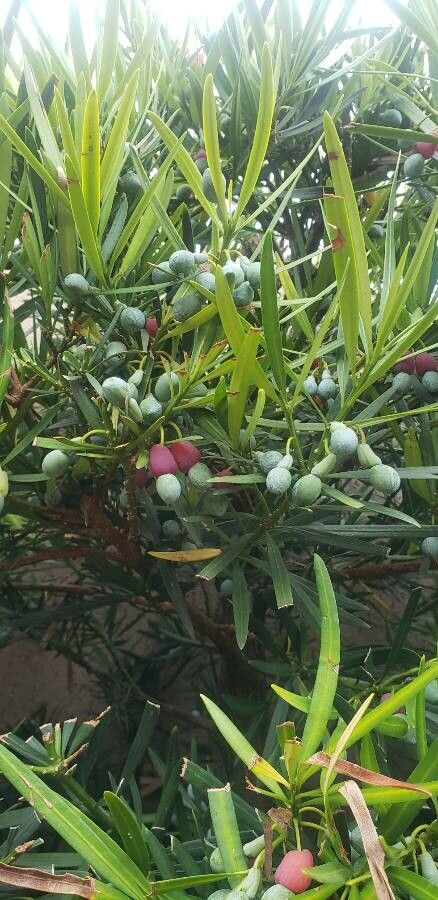 Podocarpus polyspermus — search result for 'Podocarpus'