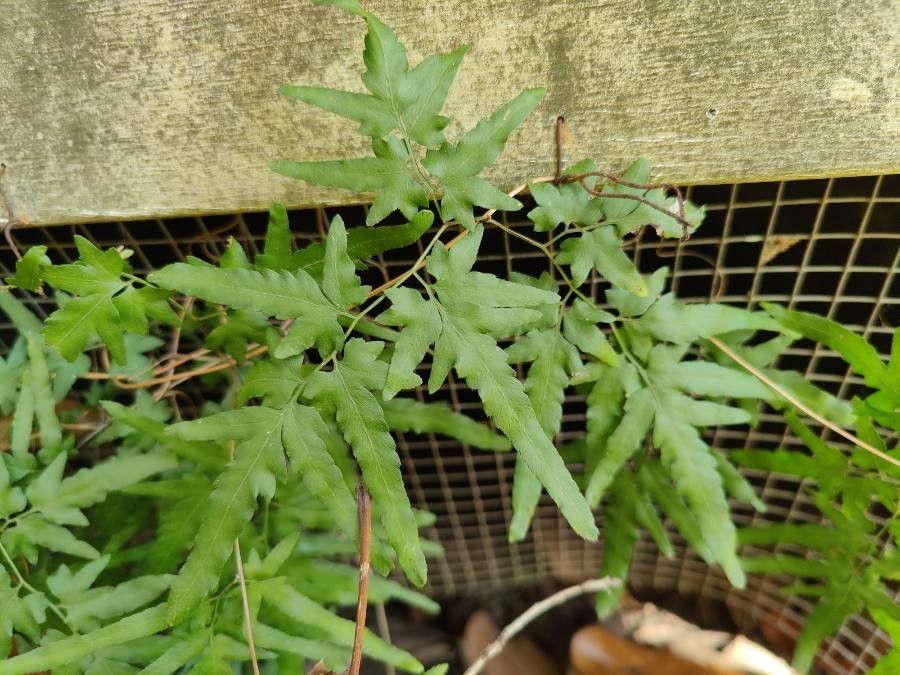 Lygodium palmatum — houseplant care guide