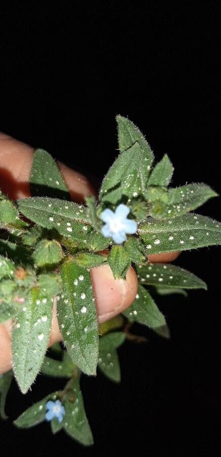 Nonea obtusifolia — houseplant care guide