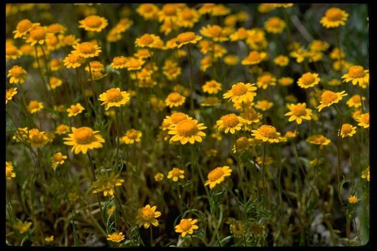 Lasthenia conjugens habit