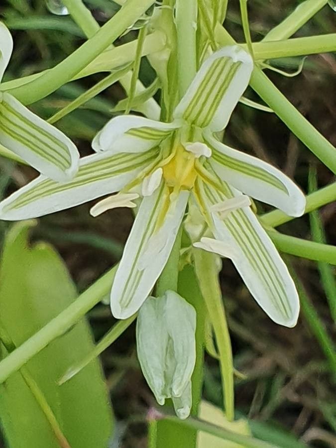 Ornithogalum donaldsoni flower