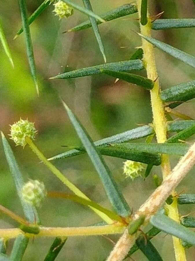 Acacia ulicifolia — houseplant care guide