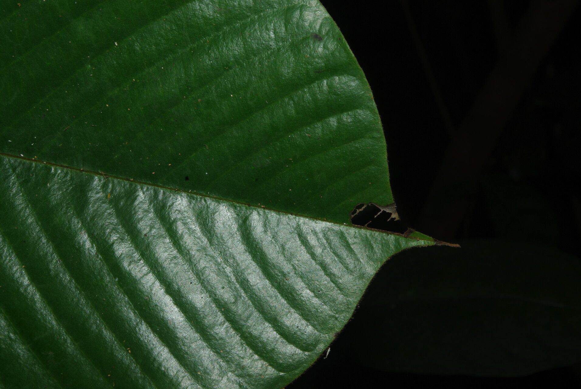 Piptostigma submontanum leaf