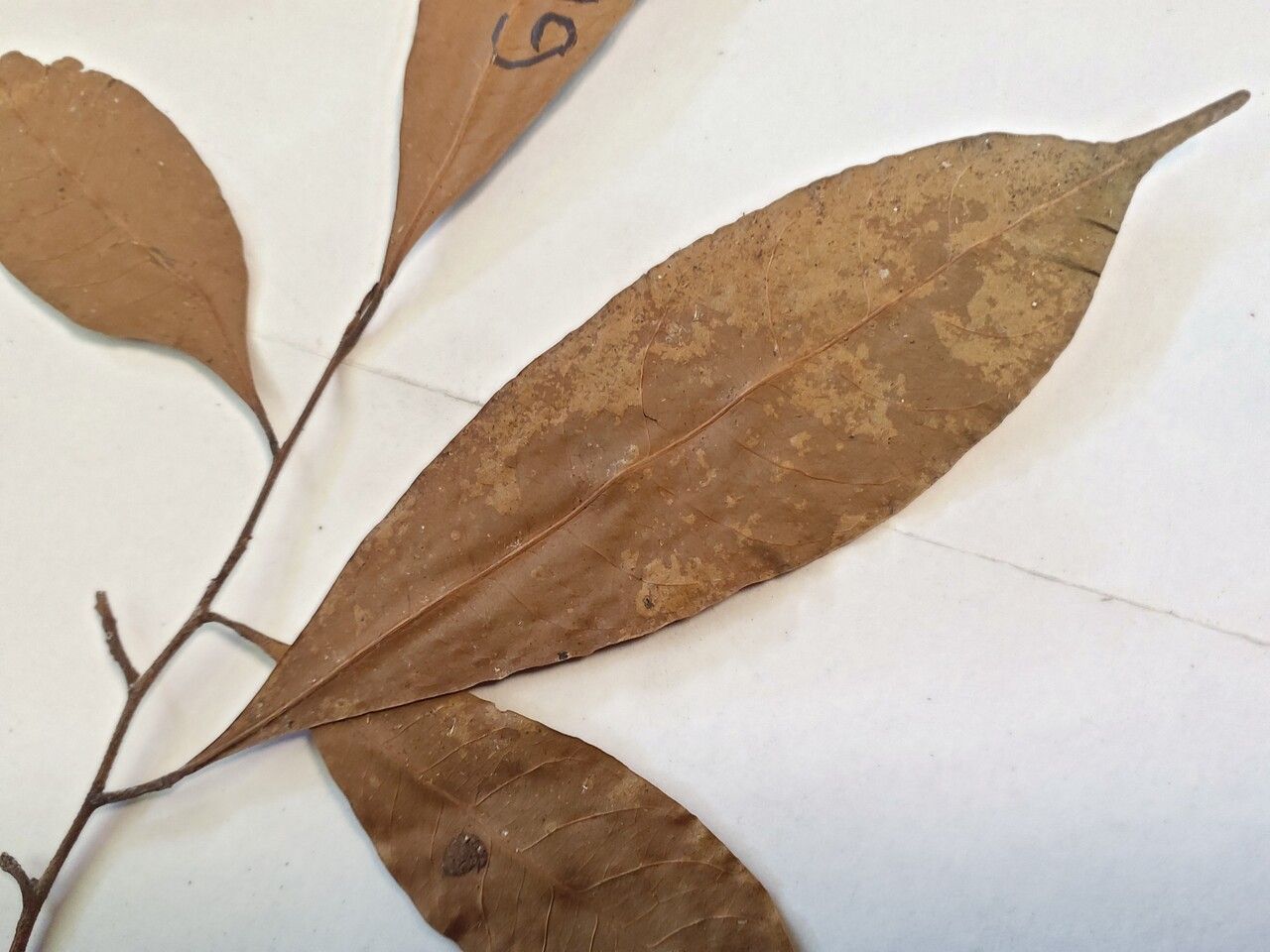 Pouteria sagotiana — search result for 'Guyana'