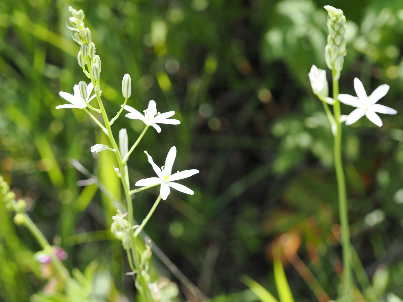 Ornithogalum ponticum — search result for 'Ornithogalum'