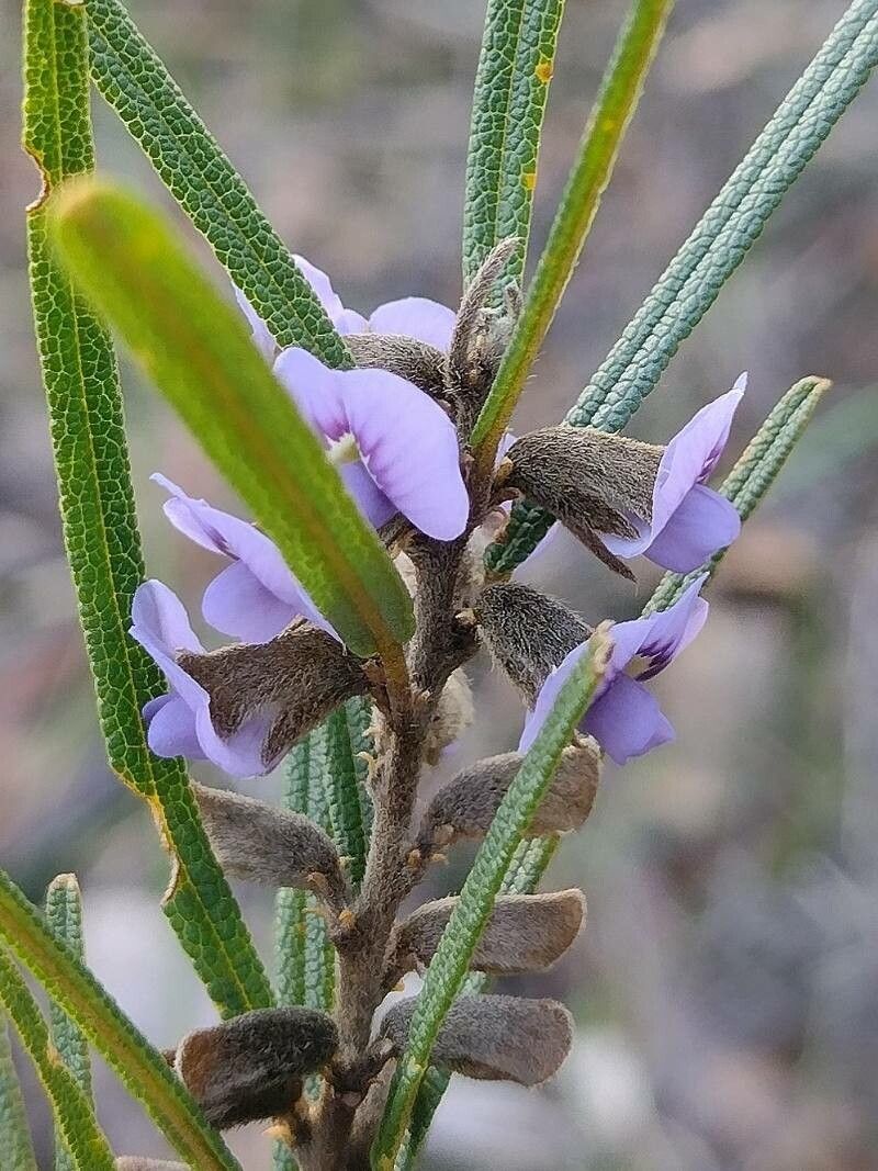 Hovea linearis flower