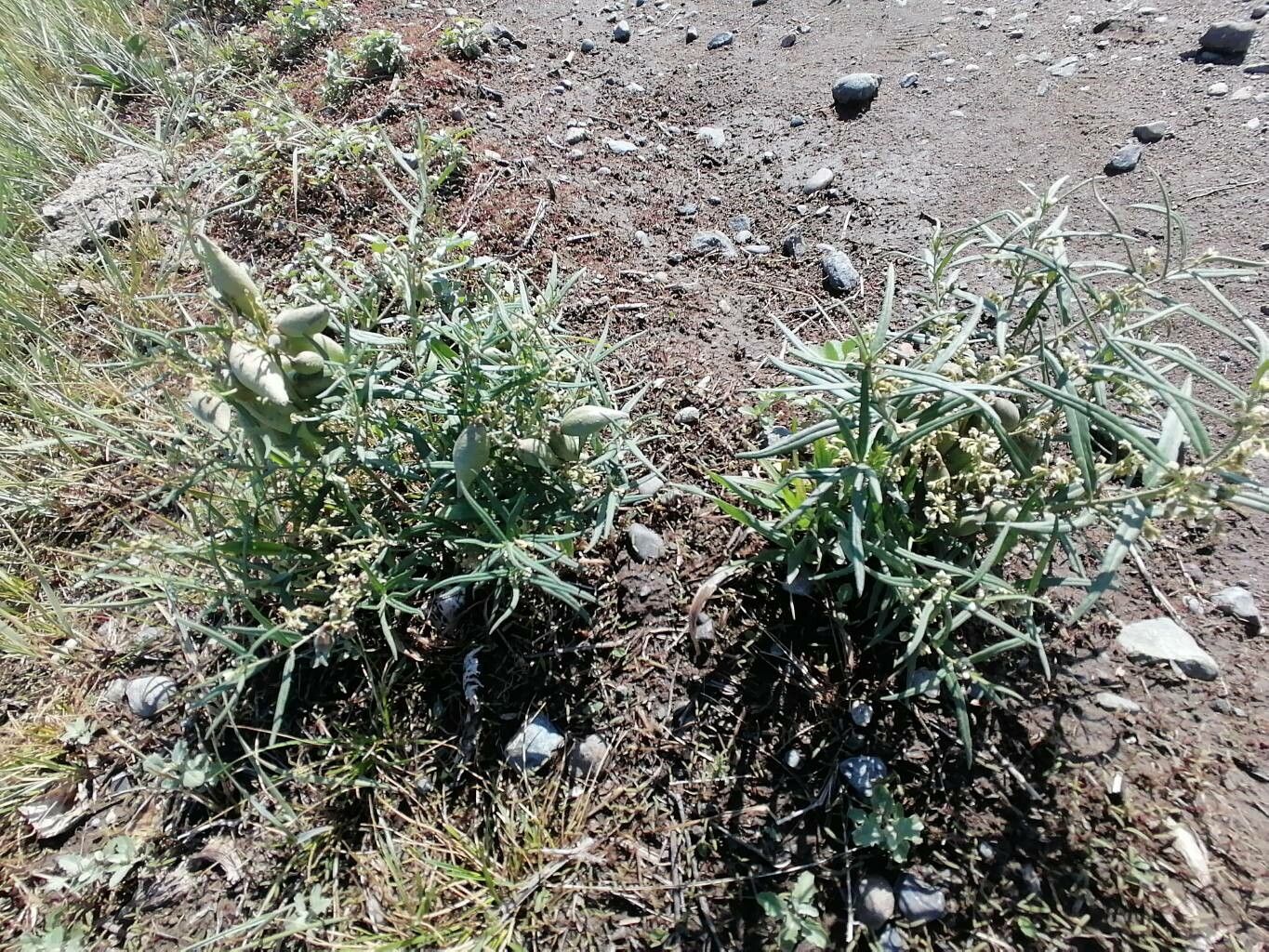 Vincetoxicum sibiricum habit