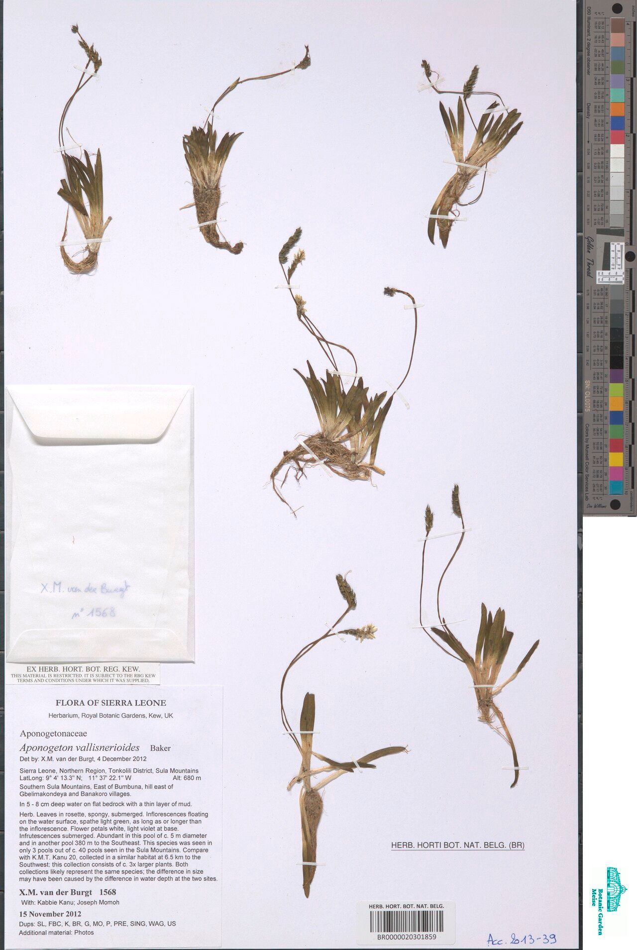 Aponogeton vallisnerioides — houseplant care guide