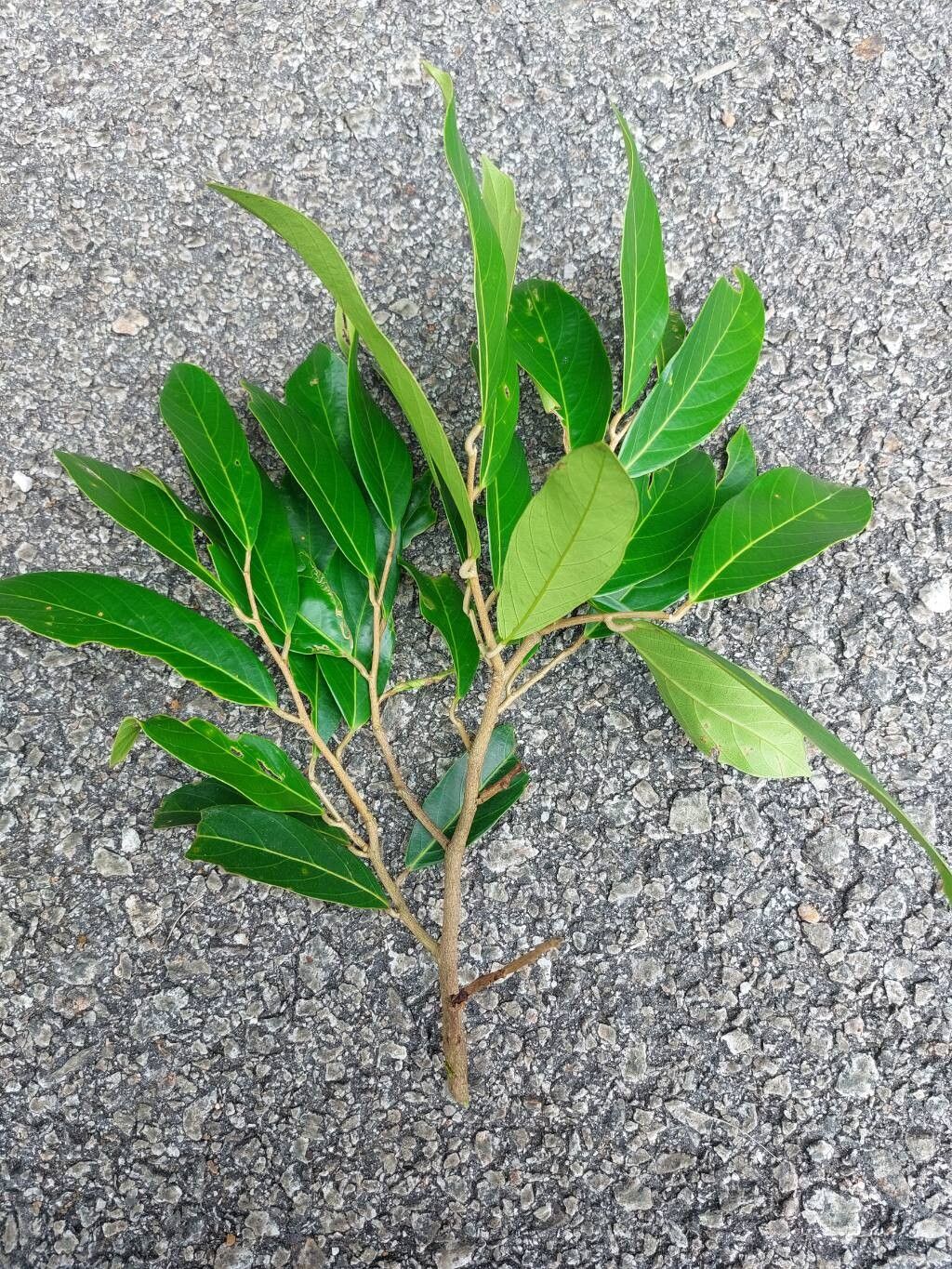 Shorea maxima — houseplant care guide