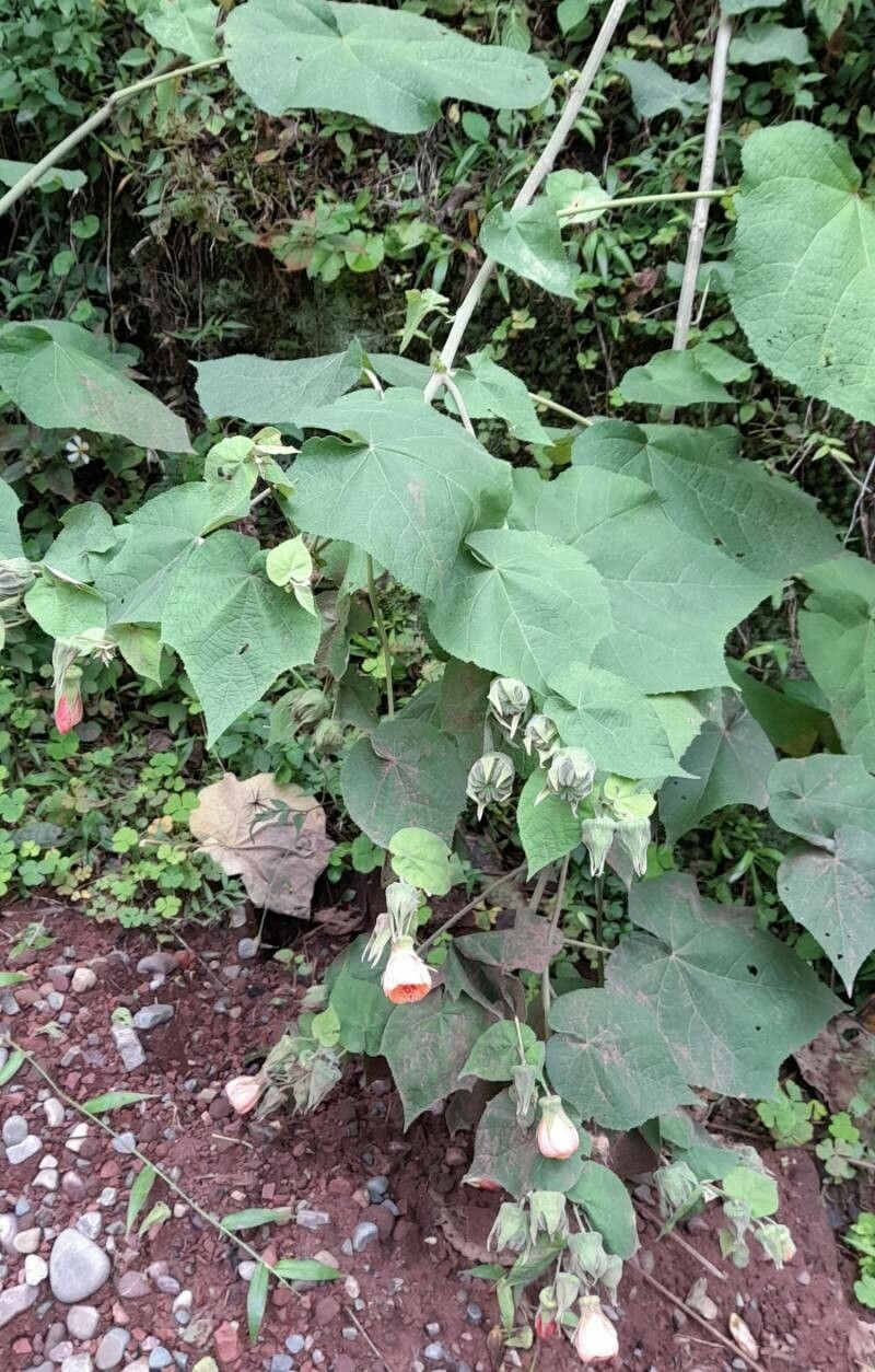 Abutilon jujuyense habit