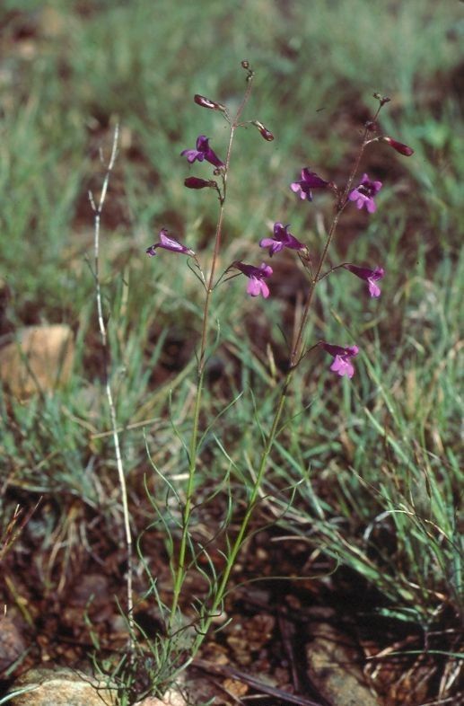 Penstemon filiformis habit