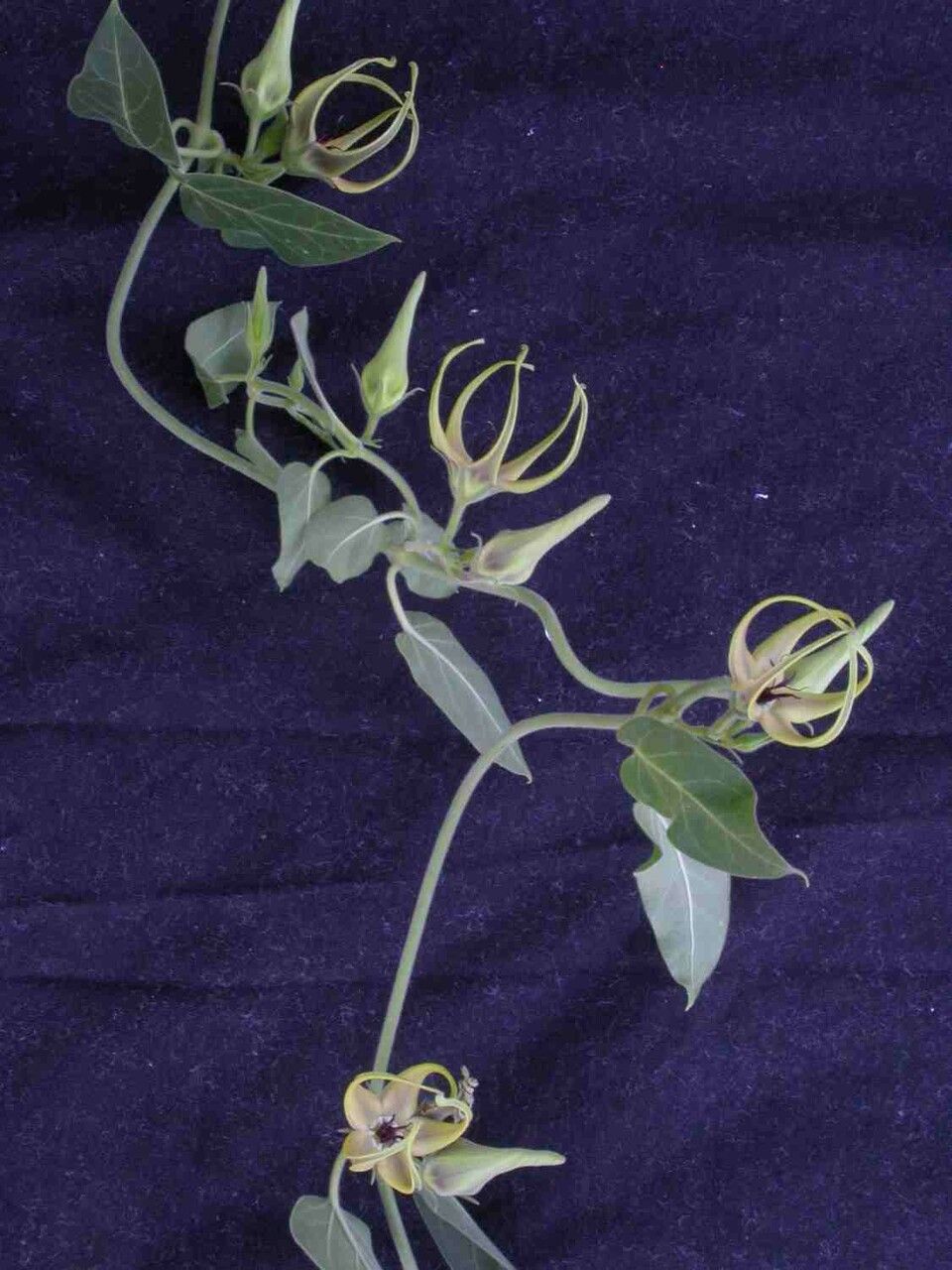 Oxypetalum warmingii flower