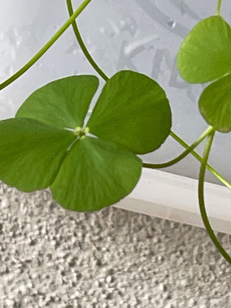 Marsilea quadrifolia bark