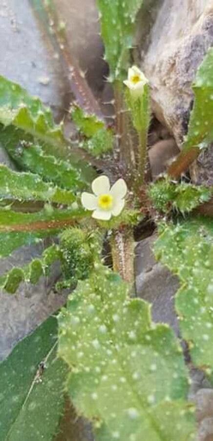 Anchusa aegyptiaca flower