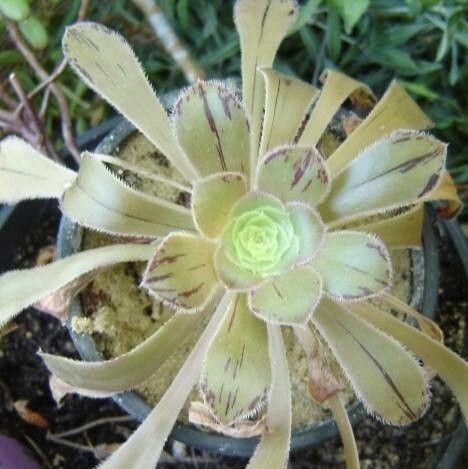 Aeonium rubrolineatum — search result for 'Aeonium'