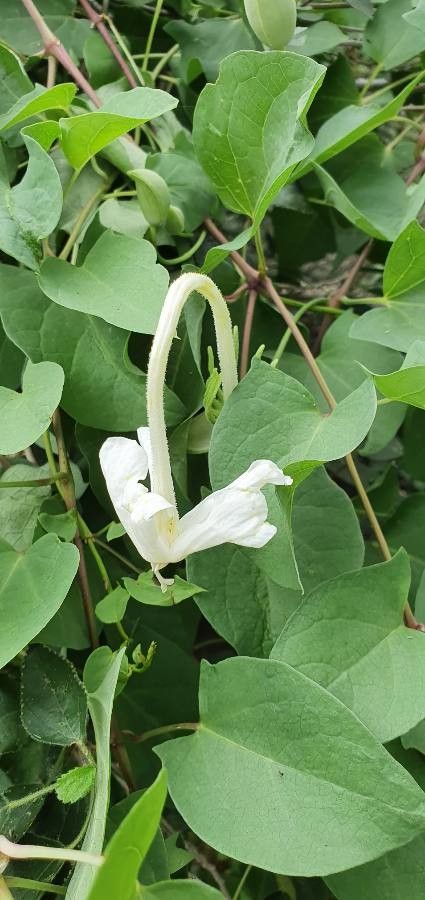 Thunbergia guerkeana flower