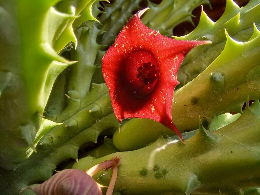 Huernia macrocarpa — search result for 'Huernia'