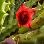 Huernia macrocarpa