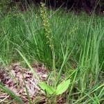 Malaxis monophyllos — search result for 'Poland'