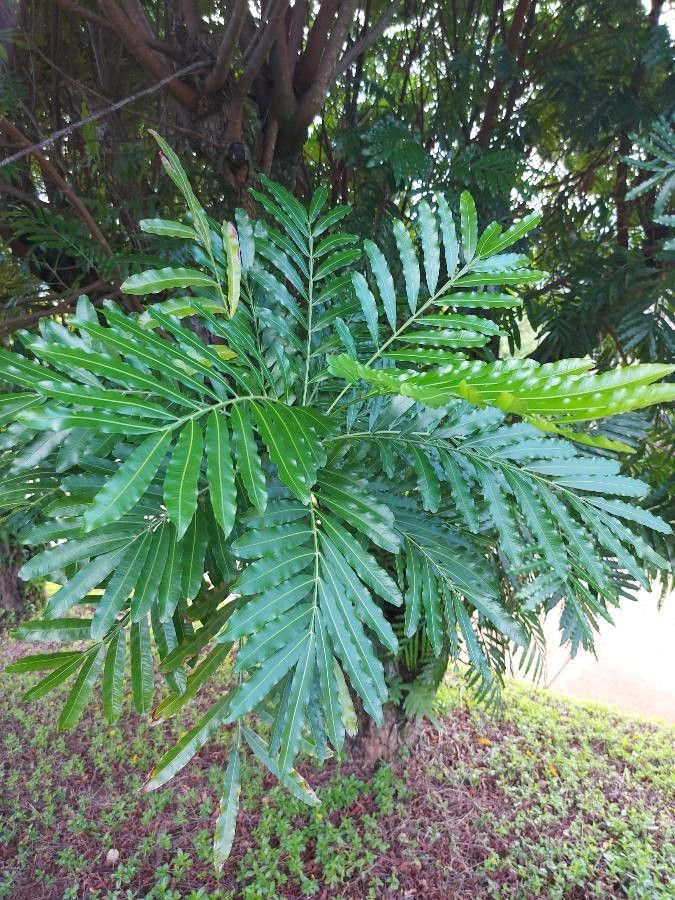 Filicium decipiens fruit