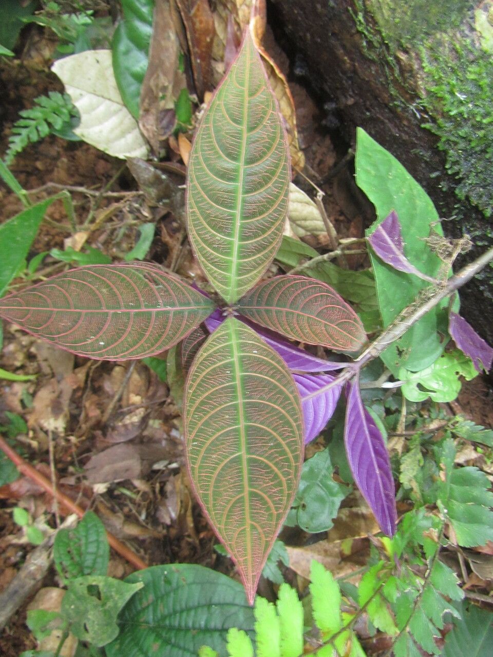 Palicourea suerrensis — houseplant care guide