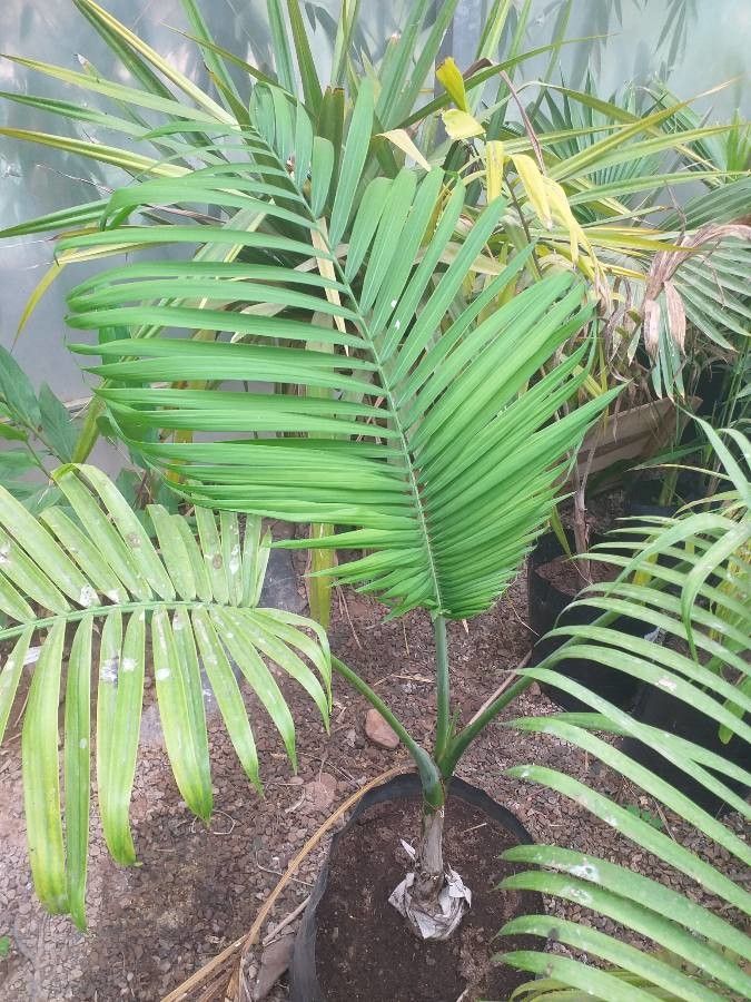 Gaussia maya — search result for 'Belize'