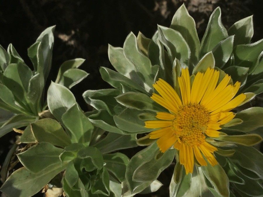 Asteriscus sericeus flower