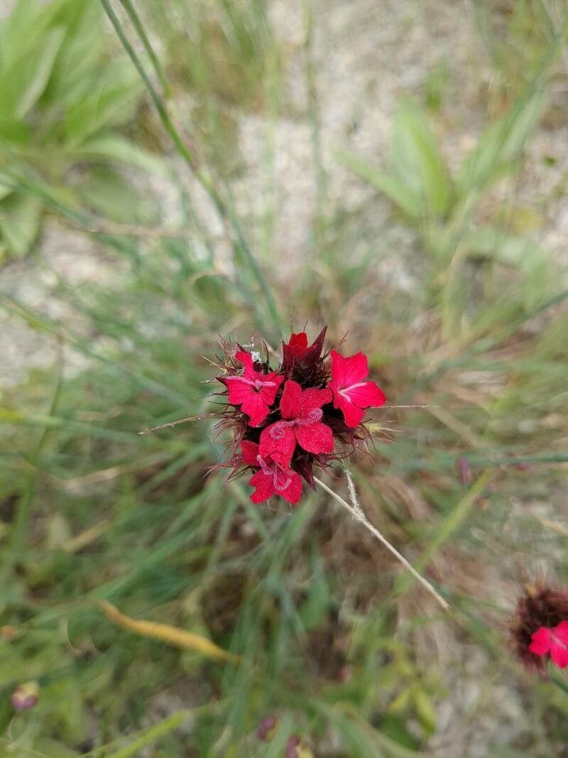 Dianthus anticarius