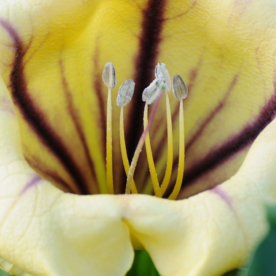 Solandra maxima fruit