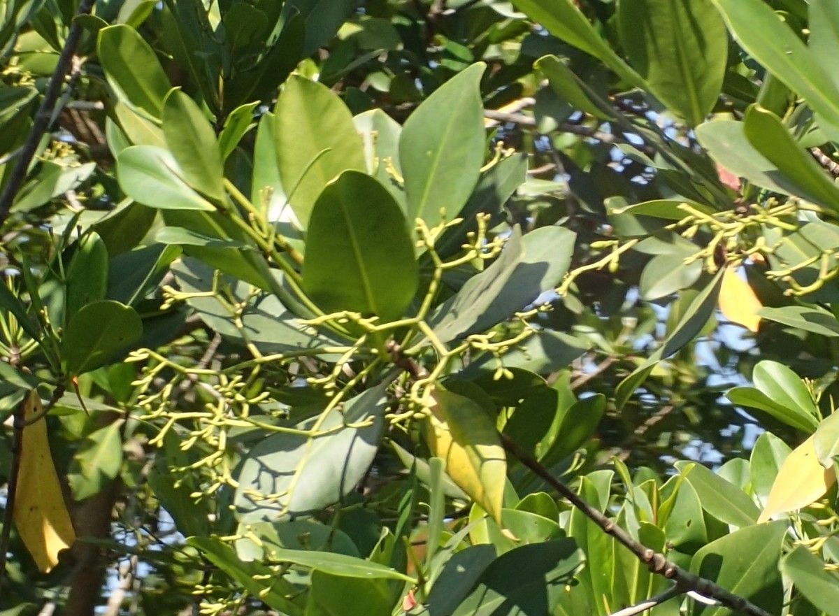 Rhizophora racemosa flower