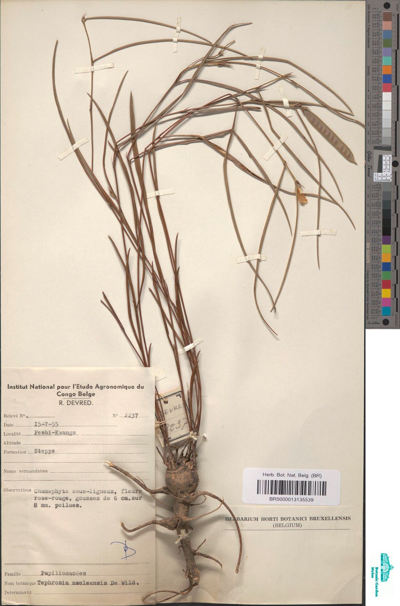 Tephrosia nseleensis — search result for 'Tephrosia'