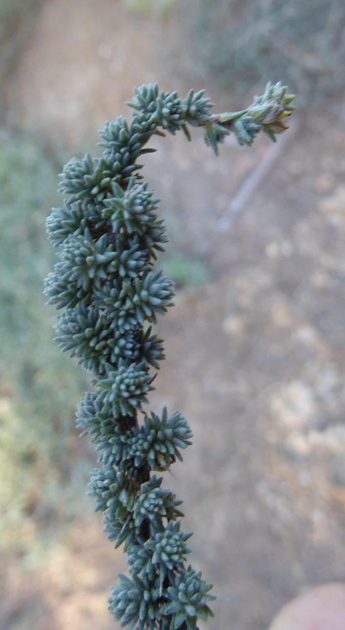 Camphorosma monspeliaca — search result for 'Chenopodiaceae'