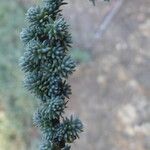 Camphorosma monspeliaca