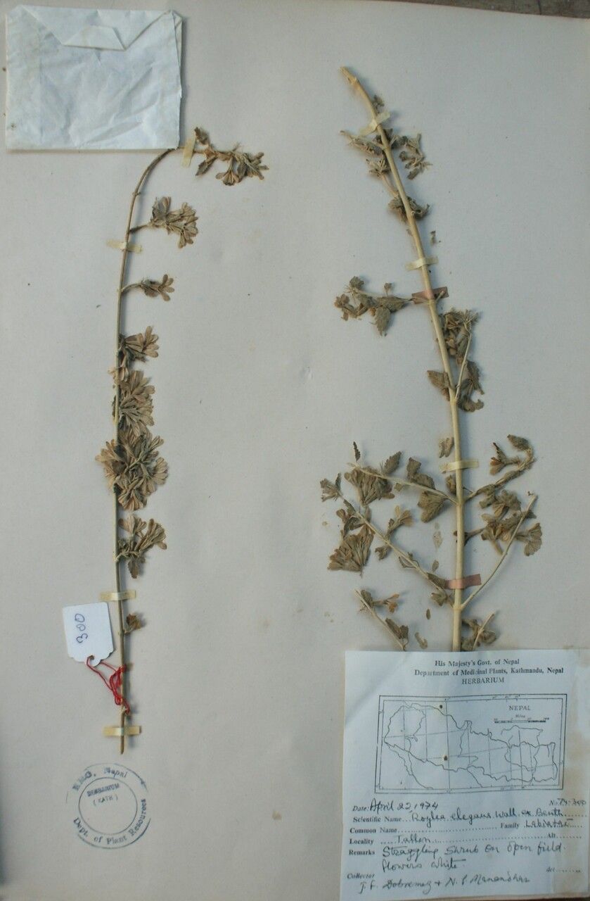 Roylea cinerea — houseplant care guide