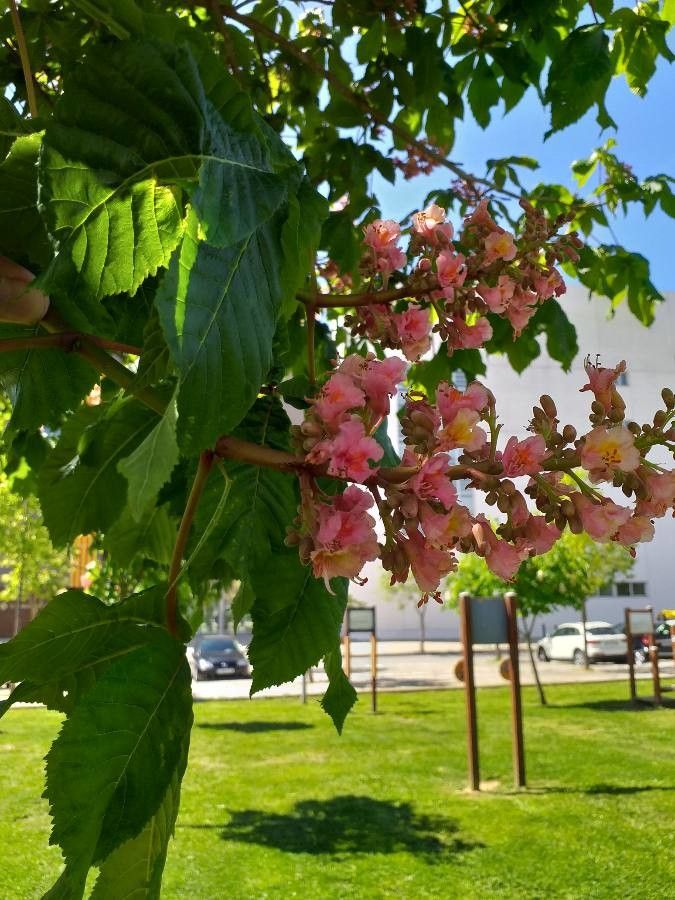 Aesculus carnea flower