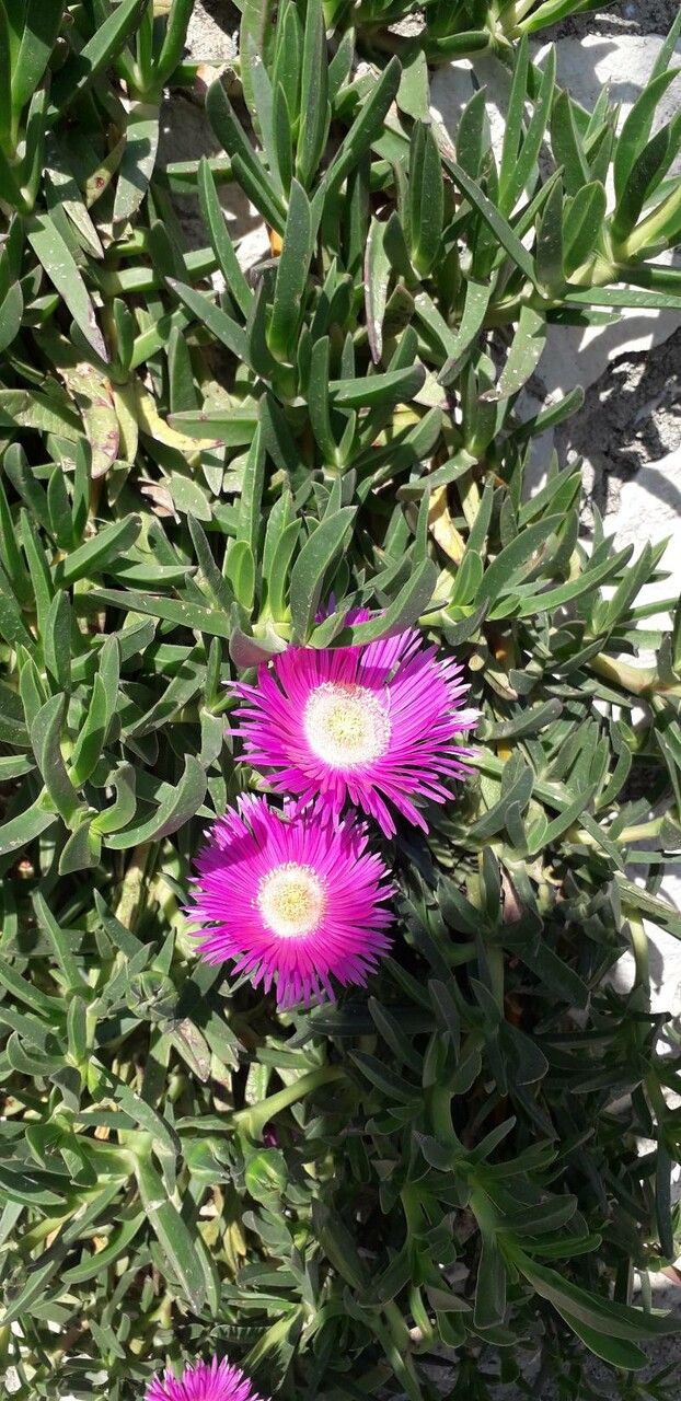 Carpobrotus acinaciformis x Carpobrotus edulis flower