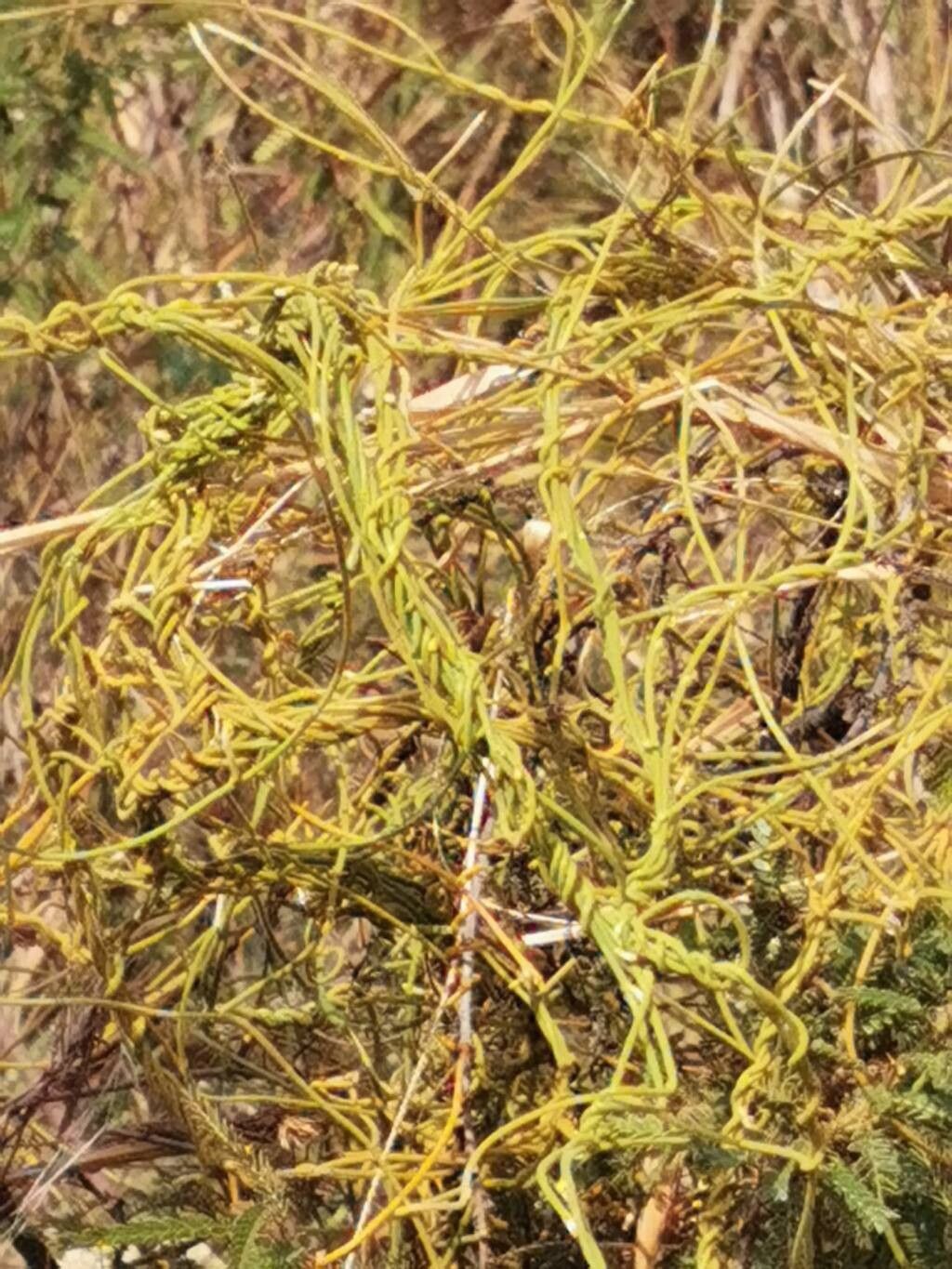 Cassytha ciliolata leaf