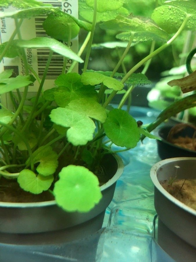 Hydrocotyle leucocephala — search result for 'Hydrocotyle'