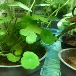 Hydrocotyle leucocephala