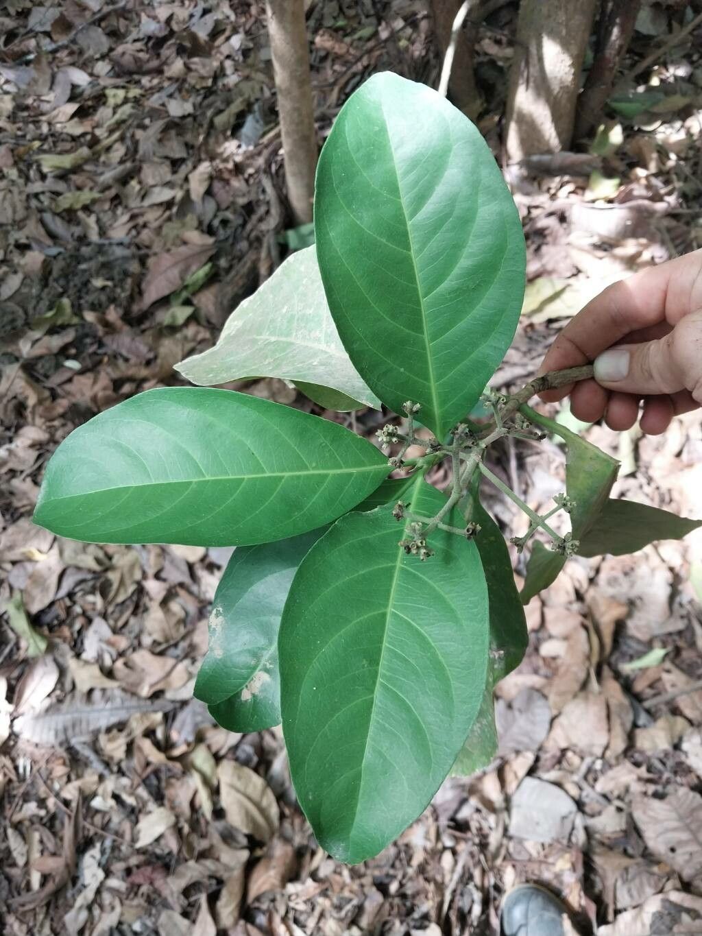 Ixora floribunda leaf