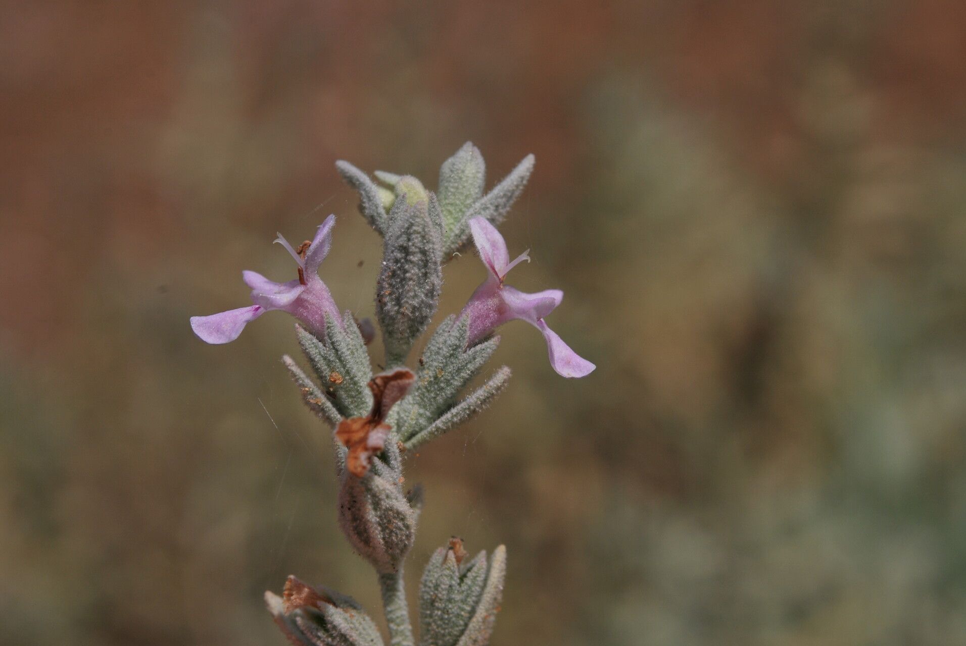 Stachys aegyptiaca flower
