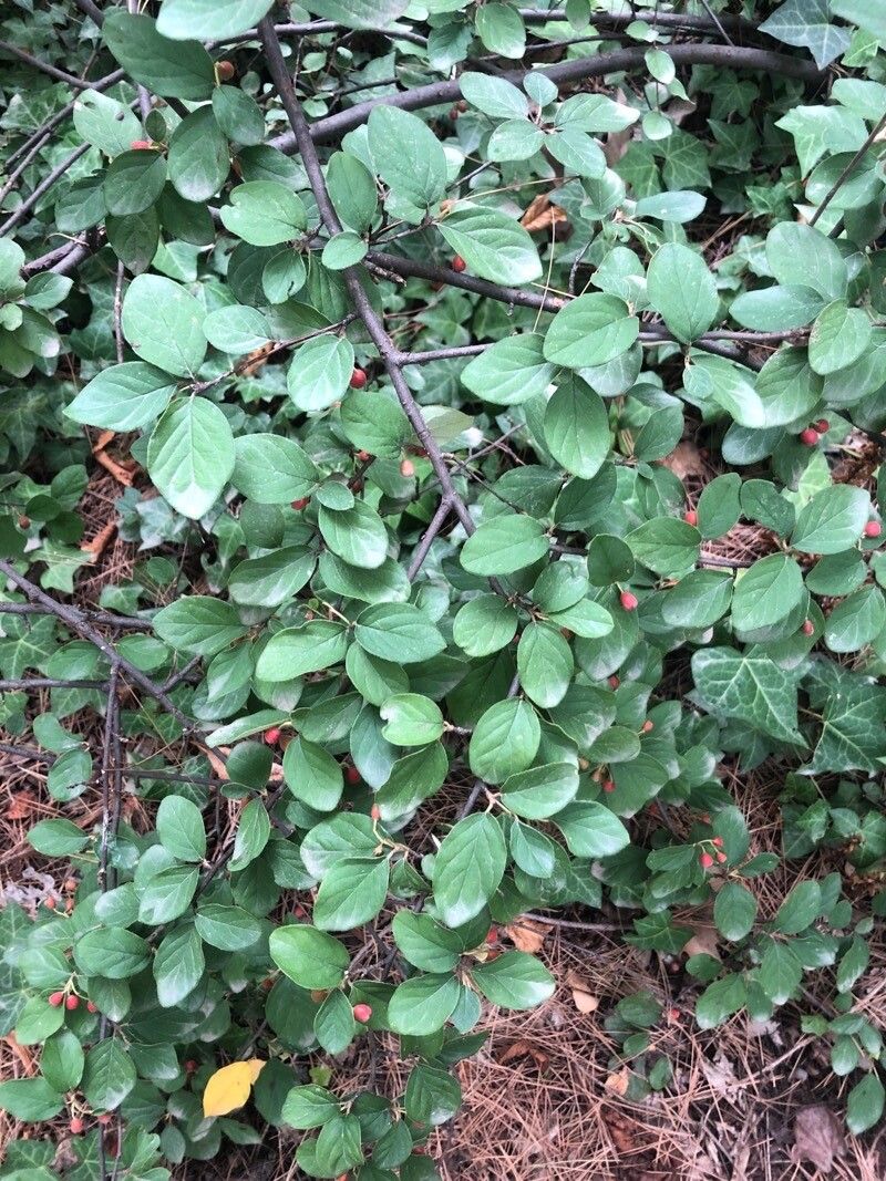 Cotoneaster nebrodensis — houseplant care guide